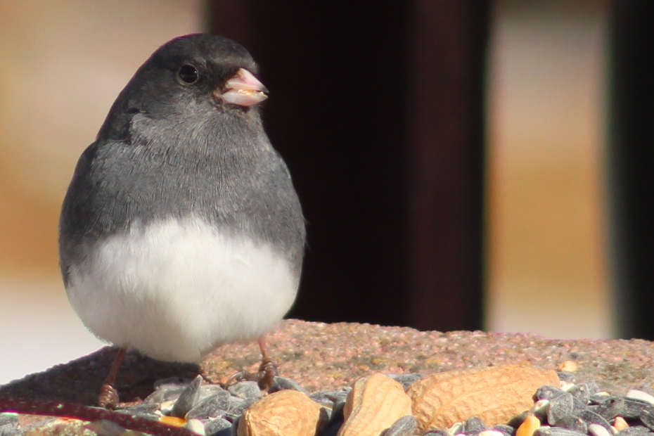 slate colored dark-eyed junco sitting on a brick with bird seed