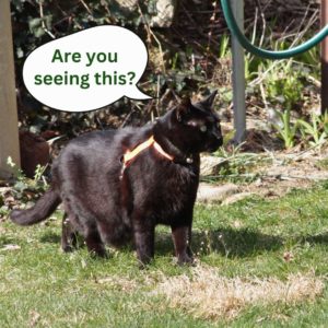 black cat Gus stands alert in backyard. "Are you seeing this?"