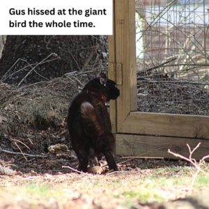 Gus at the base of the compost cage; caption: Gus hissed at the giant bird the whole time.