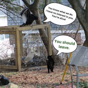 black cat Gus hissing at the vulture on the compost cage. Vulture with wings wide: "You know what we do. I have no interest in you. You're alive!" Gus: "You should leave."