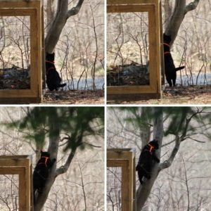 collage of black cat Gus climbing up a small tree next to the compost cage; not the same tree the vulture was in.