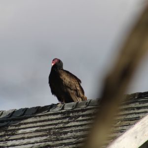 vulture now on top of a nearby roof