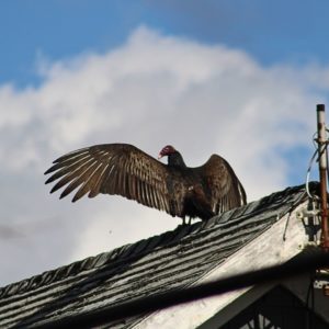 vulture with wings wide on top of a nearby roof