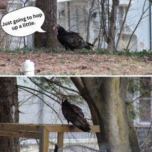 top: turkey vulture on the ground, "Just going to hop up a little." bottom: vulture on the top of the compost cage.