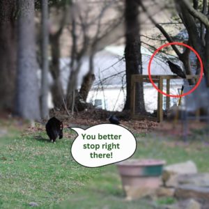 black cat Gus stalking towards the vulture on the compost cage. "You better stop right there!" (vulture circled in red)