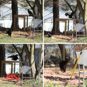 collage of Gus approaching the vulture on compost cage; vulture's wings spread and it rotates around towards Gus.