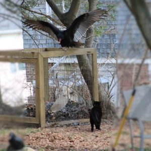 black cat Gus hissing at the vulture with spread out wings on the compost cage.