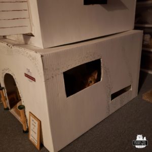 orange tabby Oliver peeking through the window of his cardboard office with more of the office in view.