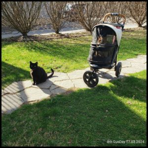 black cat Gus sitting on a path through grass in front of orange and white cat Oliver in his stroller