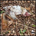 anterior (front) side of dead squirrel on the ground; some blood visible at the face and anus