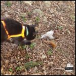 black cat Gus approaching the dead squirrel on the day after his Adoptiversary.