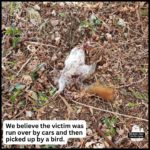 dead squirrel on the ground; we believe the victim was run over by cars and then picked up by a bird.