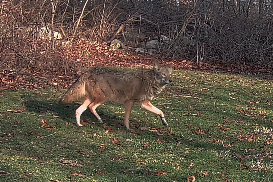 (darkened version) trailcam daylight image in color of coyote walking through yard on March 8, 2024 at 7:14:22 am