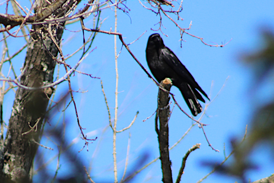 crow in tree