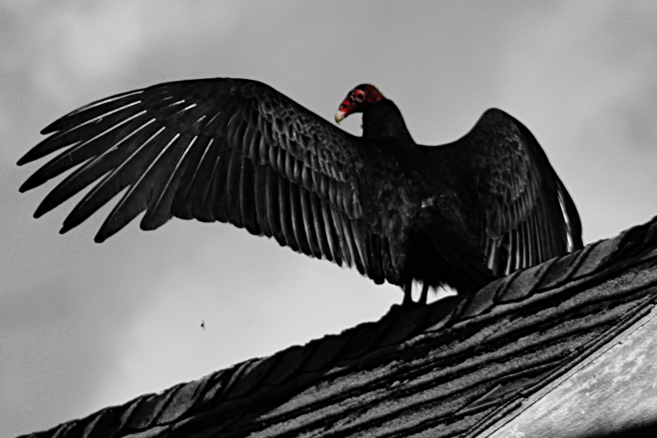 turkey vulture in mostly black and white with the head in natural red color