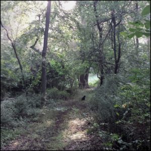 black cat Gus on a trail surrounded by lush green foliage in 2018