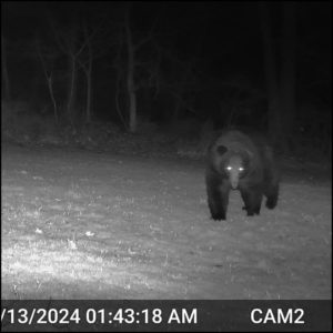 large black bear on trailcam April 13, 2024 1:43 AM, Silly the volkolak steps closer