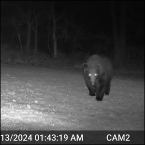 large black bear on trailcam April 13, 2024 1:43 AM, Silly the volkolak steps closer