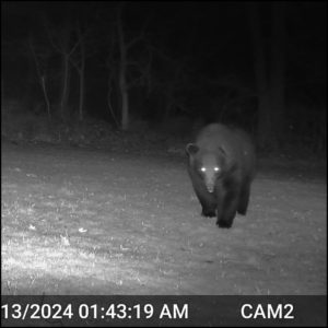 large black bear on trailcam April 13, 2024 1:43 AM, Silly the volkolak steps closer