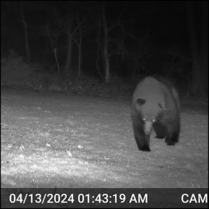 large black bear on trailcam April 13, 2024 1:43 AM, Silly the volkolak steps closer