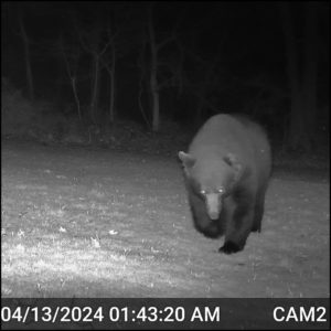 large black bear on trailcam April 13, 2024 1:43 AM, Silly the volkolak is closest before video triggers on