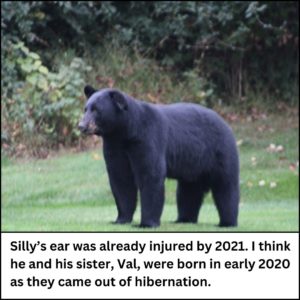 2021 photo of Silly the bear / volkolak shapeshifter with his floppy left ear