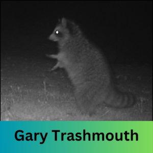 gary trashmouth raccoon
