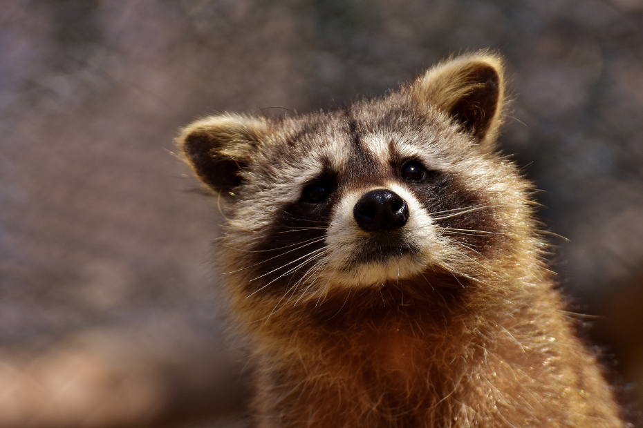 raccoon stock image Canva