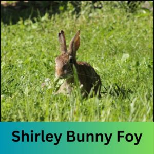 shirley bunny foy rabbit