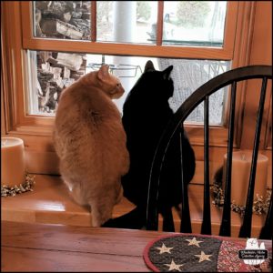 orange cat Ollie and black cat Gus in a window together staring at something exciting