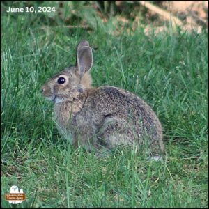 young bunny rabbit in the grass; no distinctive ear notches