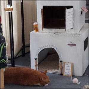 Orange and white tabby Oliver lying down in front of his elaborate cardboard office.