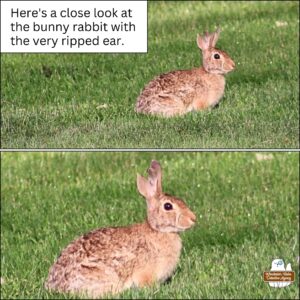 collage of two images of the side view of the bunny rabbit with the split ear, Bibbo Bibbowski
