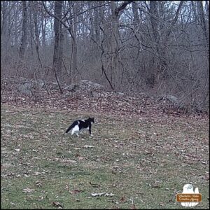 caught on trailcam, black and white swirled pattern cat we call Lokai walking away from the camera towards the woods