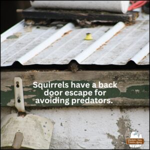 At the back side of the old well house, a small red squirrel is poking her head out from the gap of the corrugated metal roof and the wood frame. Text: Squirrels have a back door escape for avoiding predators.