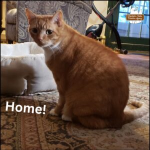 orange and white cat, Ollie, sitting up still coming off the anesthesia. HOME!