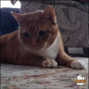 orange and white cat, Ollie, on the floor playing with string