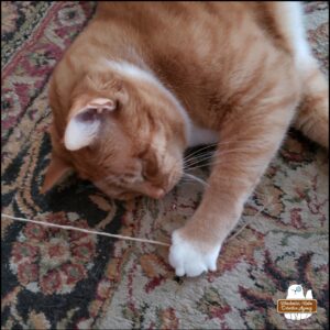 orange and white cat, Ollie, on the floor playing with string but seems to be tired and closed his eyes