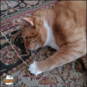 orange and white cat, Ollie, on the floor playing with string but getting tired and has his head down.