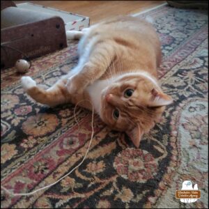 orange and white cat, Ollie, on the floor playing with string while on his back
