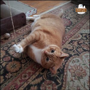 orange and white cat, Ollie, on the floor playing with string while on his back