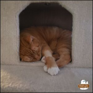 orange and white cat, Ollie, with his left arm shaved around halfway up, sleeping inside the cube of a cat tower.