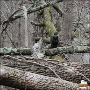 black cat Gus running at high speed on a fallen tree with other trees going across as he races towards the camera with his ears back and serious expression.