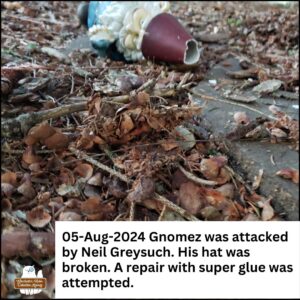 garden gnome, Gnomez Addams, on the ground with his hat broken in 2024; "05-Aug-2025 Gnomez was attacked by Neil Greysuch. His hat was broken. A repair with super glue was attempted.