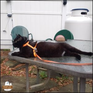 black cat Gus lying on a patio table outside.