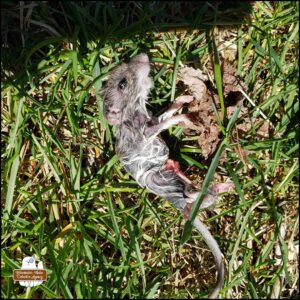 wet dead mouse discovered in the grass (graphic) on a sunny afternoon