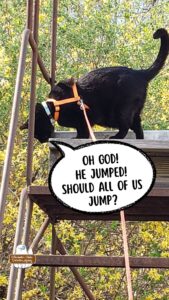 black cat Gus at the top of a rusty metal staircase in the woods looking down from the top stop, "Oh god! He jumped! Should all of us jump?" Gus is from The Winchester-Nabu Detective Agency found at CatDetectiveCases.com