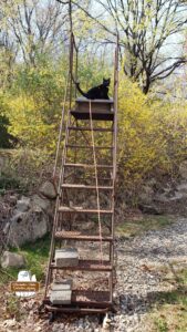 black cat Gus (from CatDetectiveCases.com) at the top of a rusty metal staircase in the woods in front of stones and forsythia