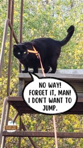black cat Gus at the top of a rusty metal staircase in the woods looking at the way he went up. "No way! Forget it, man! I don't want to jump." Gus is from The Winchester-Nabu Detective Agency found at CatDetectiveCases.com