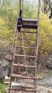 black cat Gus beginning his descent on a rusty metal staircase in the woods in front of large stones and forsythia. Gus is from The Winchester-Nabu Detective Agency found at CatDetectiveCases.com